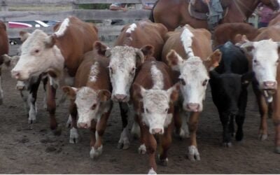 Con José María Clavijo Negocios Rurales, trabajosa la pista de Mariscala.
