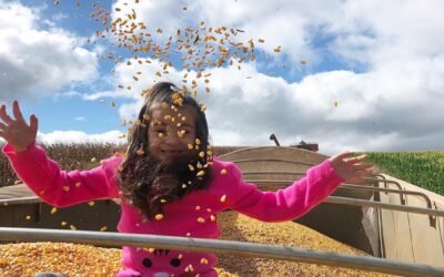 Precios de alimentos a la baja mientras las reservas mundiales de cereales van hacia un máximo histórico.