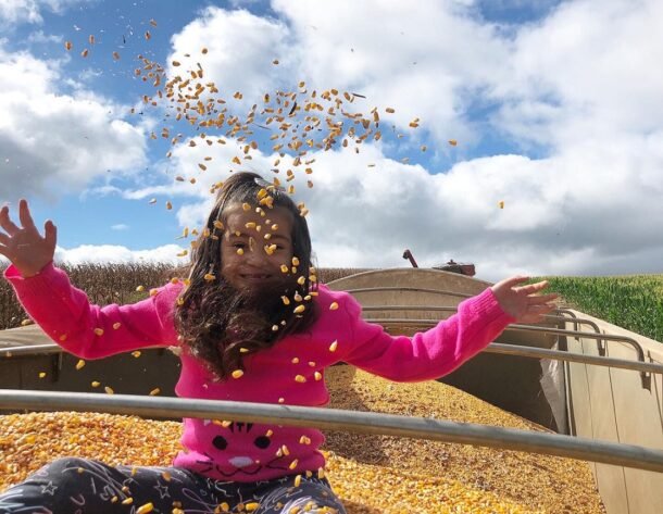 Precios de alimentos a la baja mientras las reservas mundiales de cereales van hacia un máximo histórico.