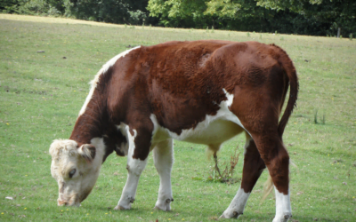 Otra semana de subas, informó la Asociación de Consignatarios de Ganado.