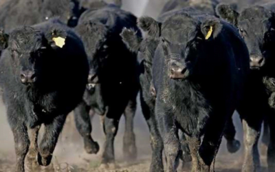 ACG: El mercado “tiende a estabilizarse”.