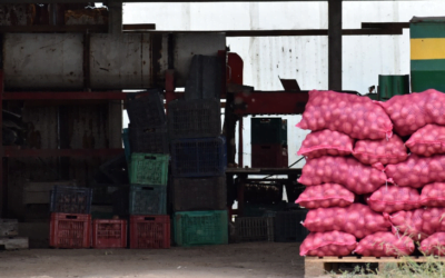 ¿Cuál es la incidencia de la papa importada en los precios mayoristas?