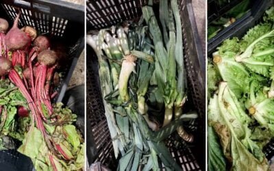 Falta de agua, altas temperaturas y caída de la oferta de hortalizas de hoja.