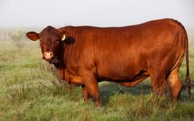 Las virtudes de Senepol serán expuestas en la Expoactiva Nacional.