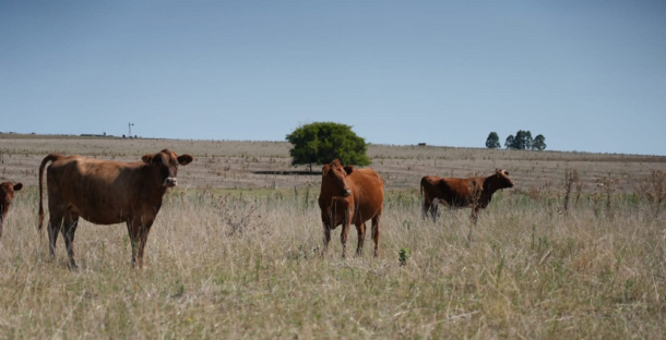 Piden evaluar declarar emergencia agropecuaria por déficit hídrico
