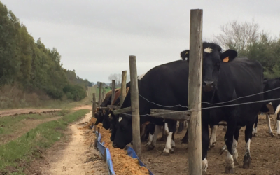 Jornada sobre fibra en vacas lecheras.