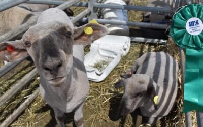 La Escuela Agraria de Guaviyú fue premiada en la Expoactiva de Soriano.