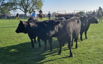 Expo Otoño Angus mostró el buen estado de la raza.