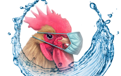 Influenza aviar, un virus que podemos controlar gracias a la bioseguridad.