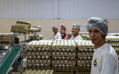 Justicia argentina da lugar al reclamo y frena el sacrificio de las aves hasta nuevos análisis.
