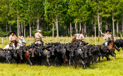 Congreso Mundial Brangus: participarán 15 países y 800 reproductores.