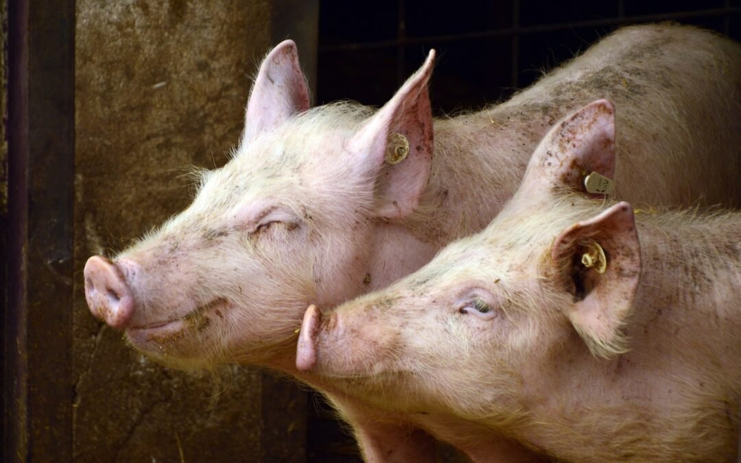 Uruguay y FAO trabajan preventivamente para evitar el ingreso de la peste porcina africana.