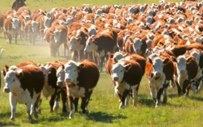 Más del 96% de ventas en el remate de Plaza Rural.