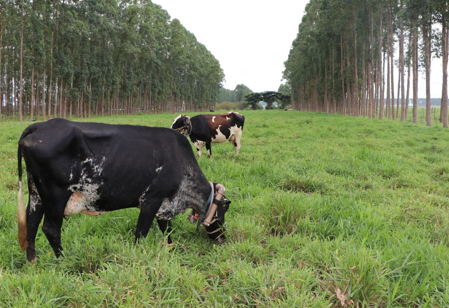 Brasil, en Mato Grosso, comienza investigación sobre emisión de metano de ganado vacuno.