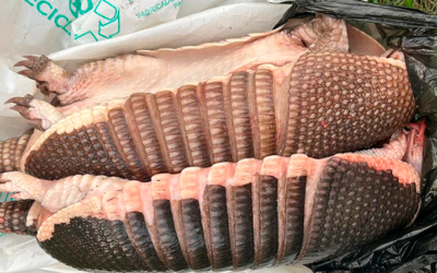 En Rocha, detenidos y prisión preventiva por abigeato.