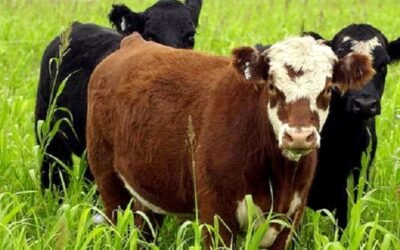 El gordo con “mercado firme y estable”.