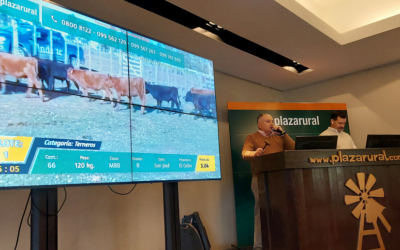 300, un gran remate de Plaza Rural con el 97,9% de la oferta colocada a valores destacados.