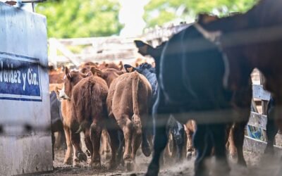 Excelente Ternerazo de Valdez.