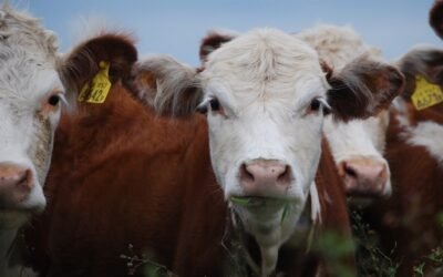 Lote 21 colocó el 88,1% de la oferta.