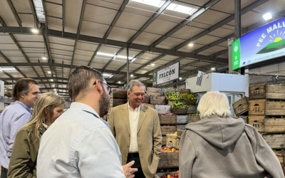Importación de zanahorias.