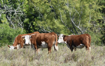 El mercado de ganado volvió a subir sus precios.