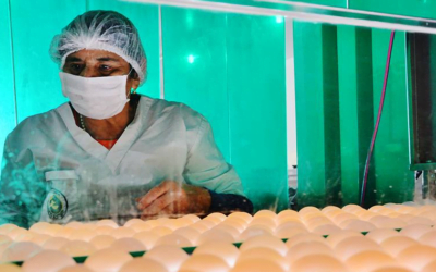 Vergüenza en Argentina. La autoridad sanitaria mandó sacrificar 200.000 aves por gripe aviar, pero los animales están sanos.