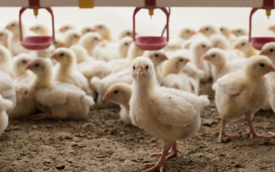 OIE: Un buen programa de vacunación aumentaría el nivel de inmunidad protectora en las aves y la resistencia a la infección.