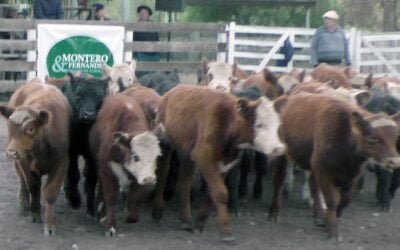 Montero & Fernández tuvo una pista pareja, ágil y de buenos valores en el Campanero.