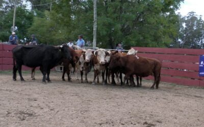 Con un mercado firme para varias categorías, Delcio Umpiérrez NR dispersó voluminosa oferta