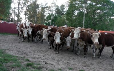 Agilidad y buenos valores para el momento; Delcio Umpiérrez dispersó surtida oferta en Cañada Bellaca
