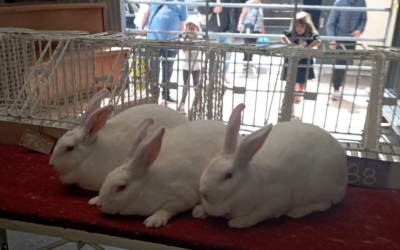 Se realizó la Expo Otoño de cunicultores.