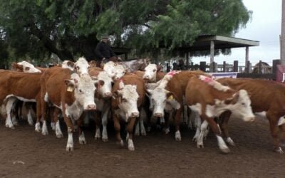 Con otro ánimo, Juan C Martínez dispersó surtida oferta.