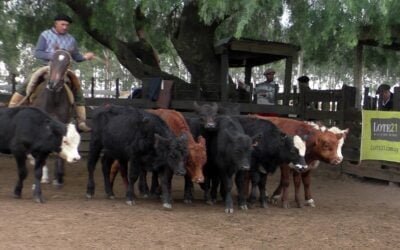 Con Juan Carlos Martínez, Cuchilla de Silvera mostró un mercado ajustado.