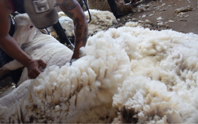 El Indicador del Mercado del Este bajó a US$ 8,64.