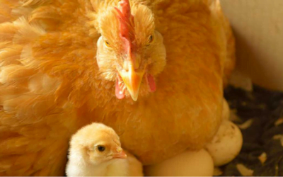 Sin gripe aviar, la sanidad argentina mandó destruir 360.000 huevos de aves sanas.