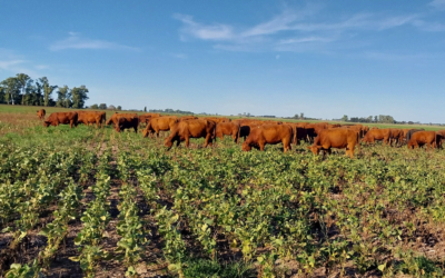 La sequía y la mala política.