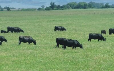 Hoy comienza el remate de Plaza Rural con transmisión de Todo El Campo.