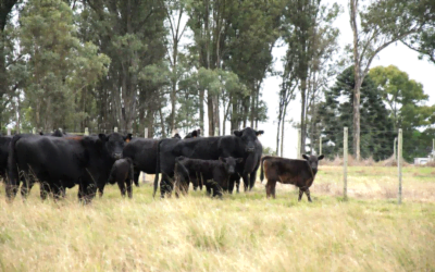 Con el remate en la 8va. Expo Otoño se liquidó el plantel PI de La Oración.