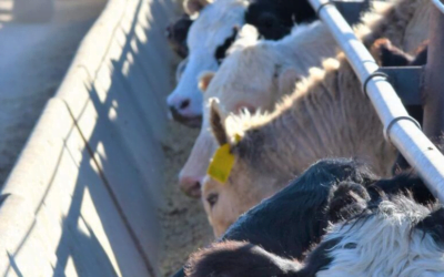 Abrieron las inscripciones par curso sobre forrajes de baja digestibilidad.
