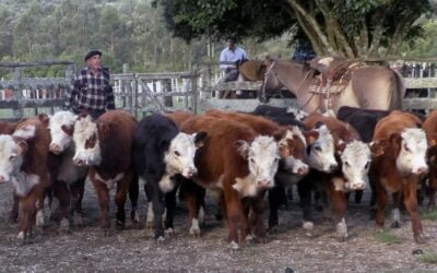Con Manuel F. Porta, local La Querencia tuvo una pista ajustada al momento.