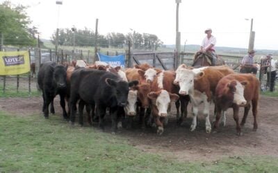 Carlos Bachino Agronegocios: agilidad y buenos valores en Los Amigos.