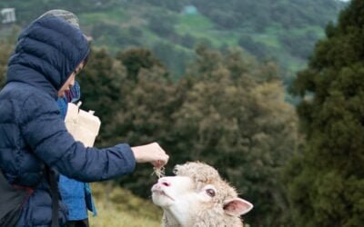 El precio de la lana cayó, con la calidad incidiendo en los precios que se logran.