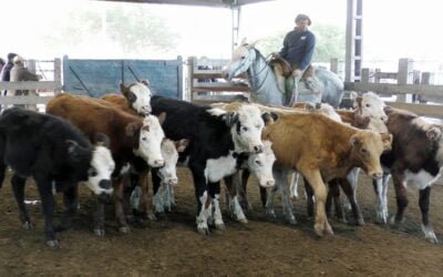 En Ortiz, Ricardo Bachino Grosso mostró un mercado ajustado al momento.