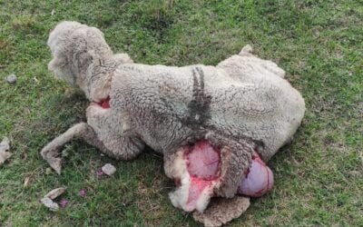 ¿Dónde están los animalistas, las protectoras de animales, el INBA y el MGAP?