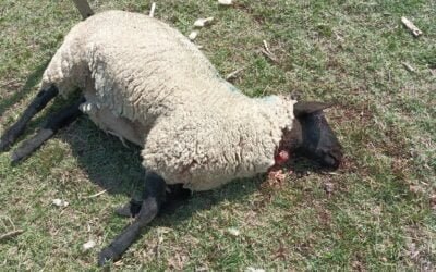Perros matan oveja Suffok campeona Expo Prado 2022.