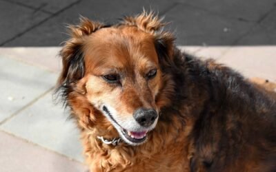 Coordinan trabajo interinstitucional para entregar collares contra la leishmaniasis.
