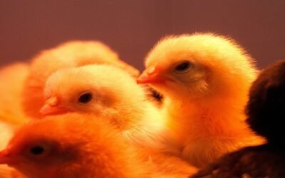 Sanidad Animal será responsable de la estrategia de vacunación contra la gripe aviar.