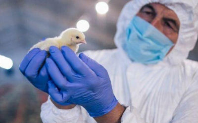 Dra. Russi sobre gripe aviar: utilizar la bioseguridad al máximo y de forma inteligente.