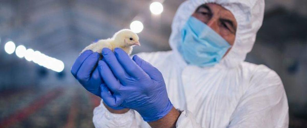 Avian Influenza.  WHOA calls for a change in the concept of health for wild species.