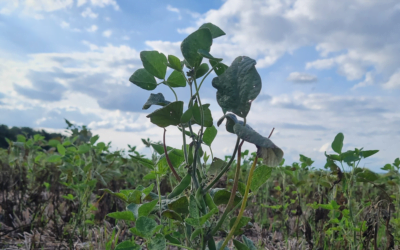 Juan Foderé: Hoy el impacto de la sequía “es incalculable, lo sentiremos en junio”.